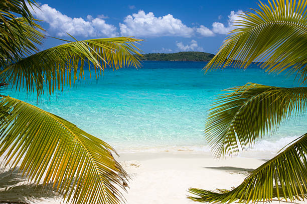 istock beautiful beach in the Caribbean 157430513