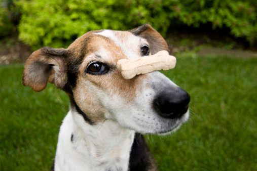 Beagle mix balancing dog bone on nose, concept for patience, waiting