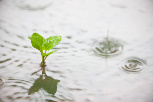 A plant in a puddle during the rain. Very shallow depth of field with focus being on part of one leaf. Good copy space. 