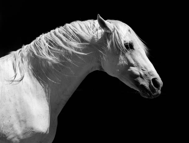 istock White Stallion Horse Andalusian 157431341