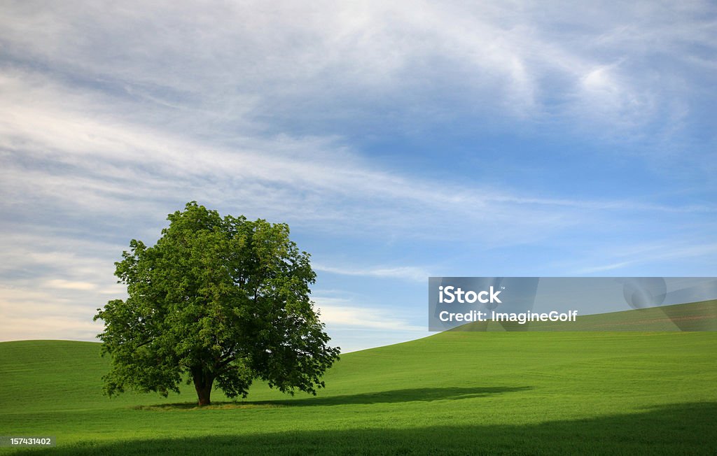 Albero in un campo verde - Foto stock royalty-free di Olmo