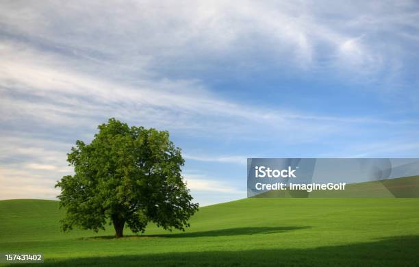 Albero In Un Campo Verde - Fotografie stock e altre immagini di Olmo - Olmo, Albero, Grano - Graminacee