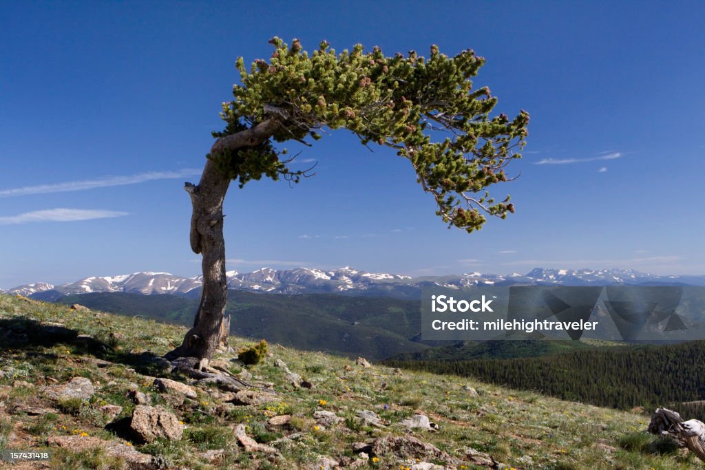 Antigua pino erizo en monte Evans, Colorado - Foto de stock de Pino erizo libre de derechos