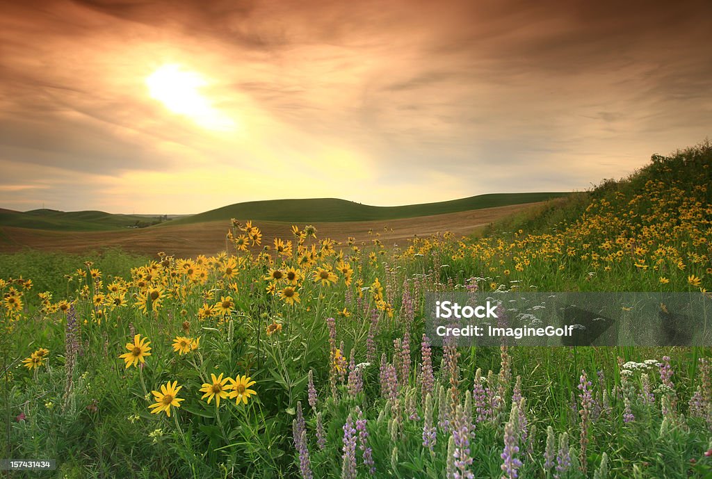 Prairie de flores silvestres en Great Plains - Foto de stock de Pradera libre de derechos