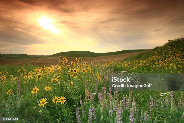 Prairie De Flores Silvestres En Great Plains Foto de stock y más banco de imágenes de Pradera - Pradera, Campo - Tierra cultivada, Flor