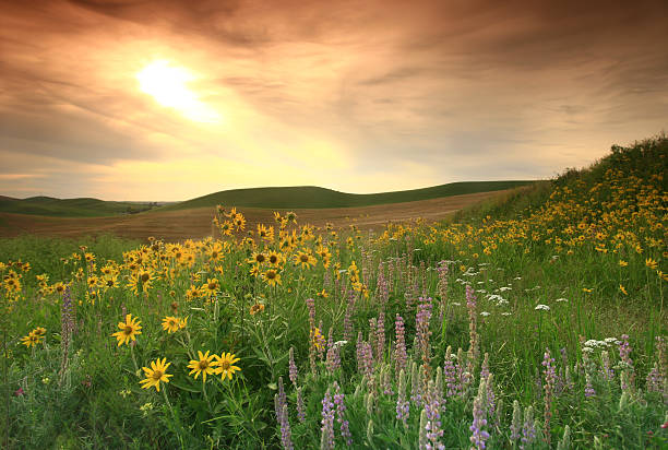 fleurs sauvages sur prairie the great plains - prairie photos et images de collection
