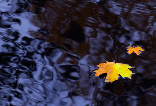 Autumn maple leaves floating on water.