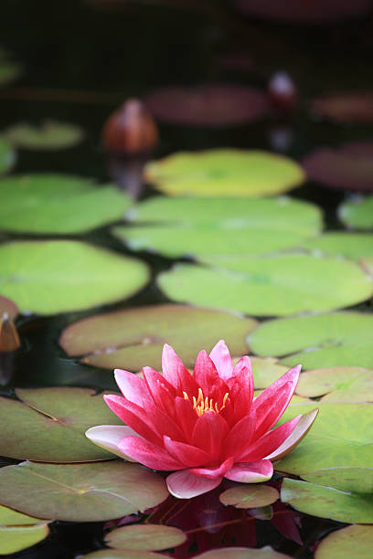istock Pink Water Lily close-up with copy space 157431459