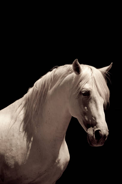 istock White Stallion Horse Andalusian 157431486