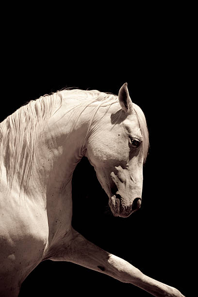 istock White Stallion Horse Andalusian 157431488