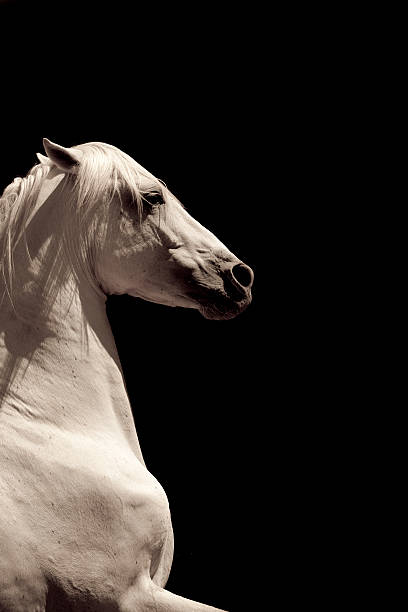 istock White Stallion Horse Andalusian 157431490