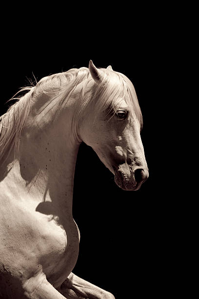 White Stallion Horse Andalusian stock photo