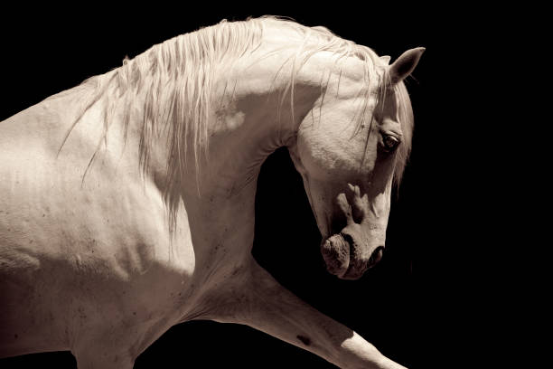 In a serene and picturesque grassy field, a beautiful white horse can be seen standing gracefully behind a sturdy fence