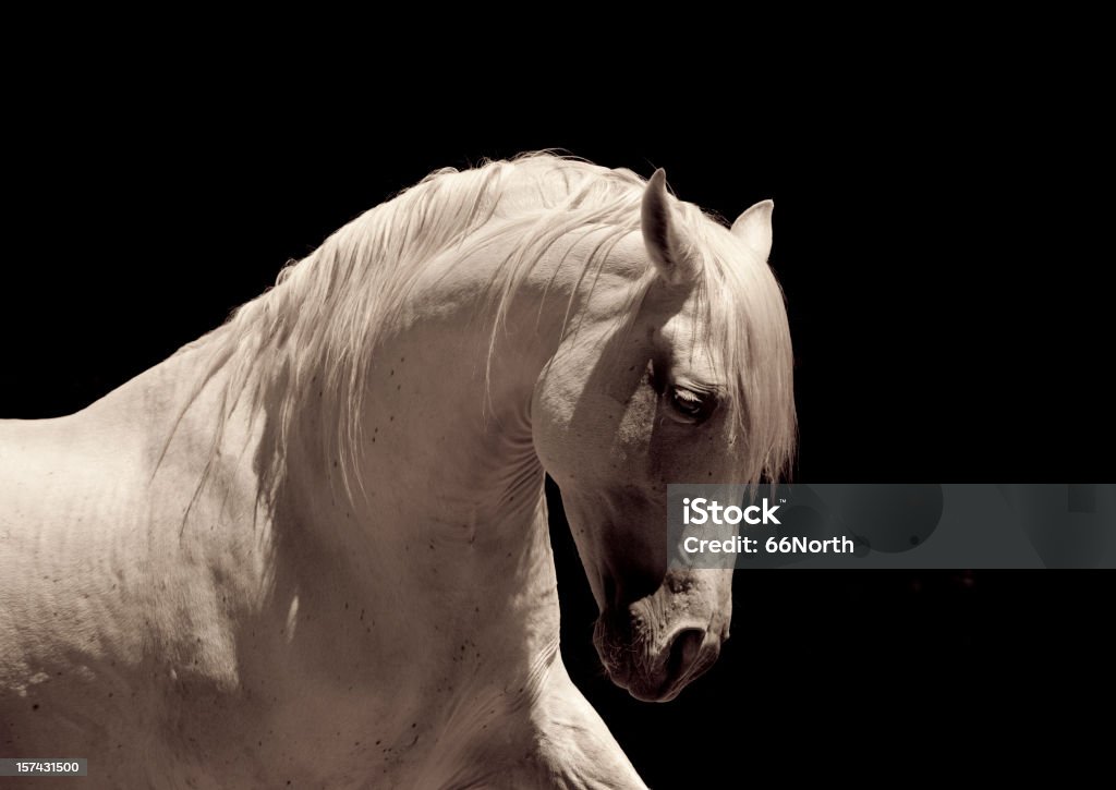 Cavalo Branco Cavalo andaluz - Foto de stock de Cavalo Branco royalty-free