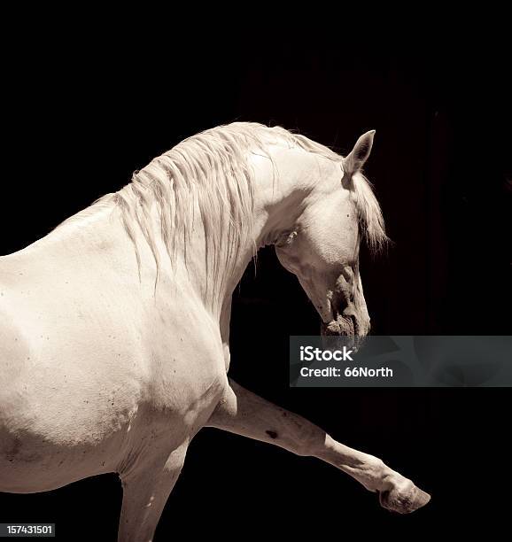 Garanhão De Cavalo Andaluz Branco - Fotografias de stock e mais imagens de Alto-Contraste - Alto-Contraste, Andaluzia, Animal macho