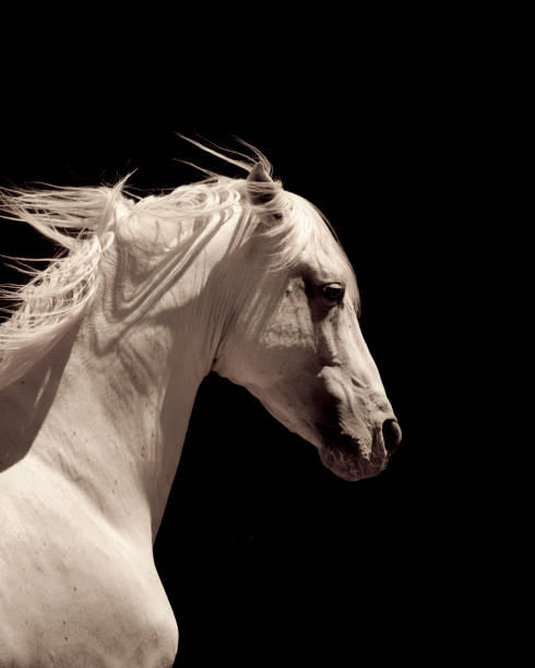istock White Stallion Horse Andalusian 157431504