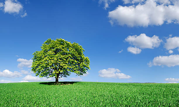 istock Landscape - Lonely tree on green field 157431523