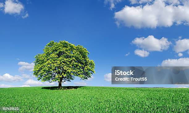 Paisagem Com Árvore Solitária No Campo Verde - Fotografias de stock e mais imagens de Ao Ar Livre - Ao Ar Livre, Azul, Beleza natural