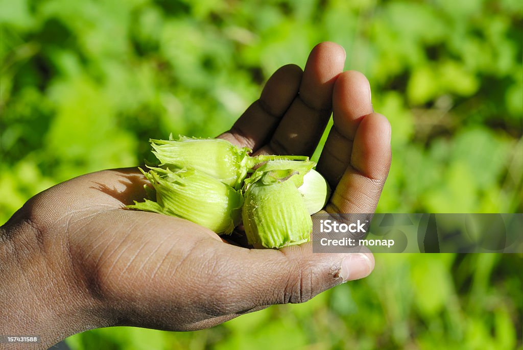 小さな男の子用の手に hazelnuts - アフリカ民族のロイヤリティフリーストックフォト