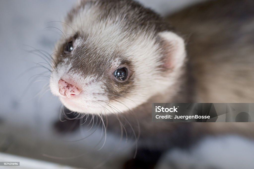 Addomesticato ferret - Foto stock royalty-free di Furetto