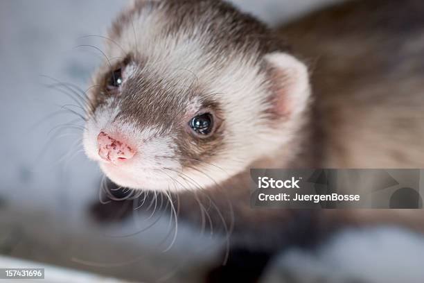 Foto de Furão Domesticado e mais fotos de stock de Doninha - Toirão - Doninha - Toirão, Fofo - Descrição Geral, Animal