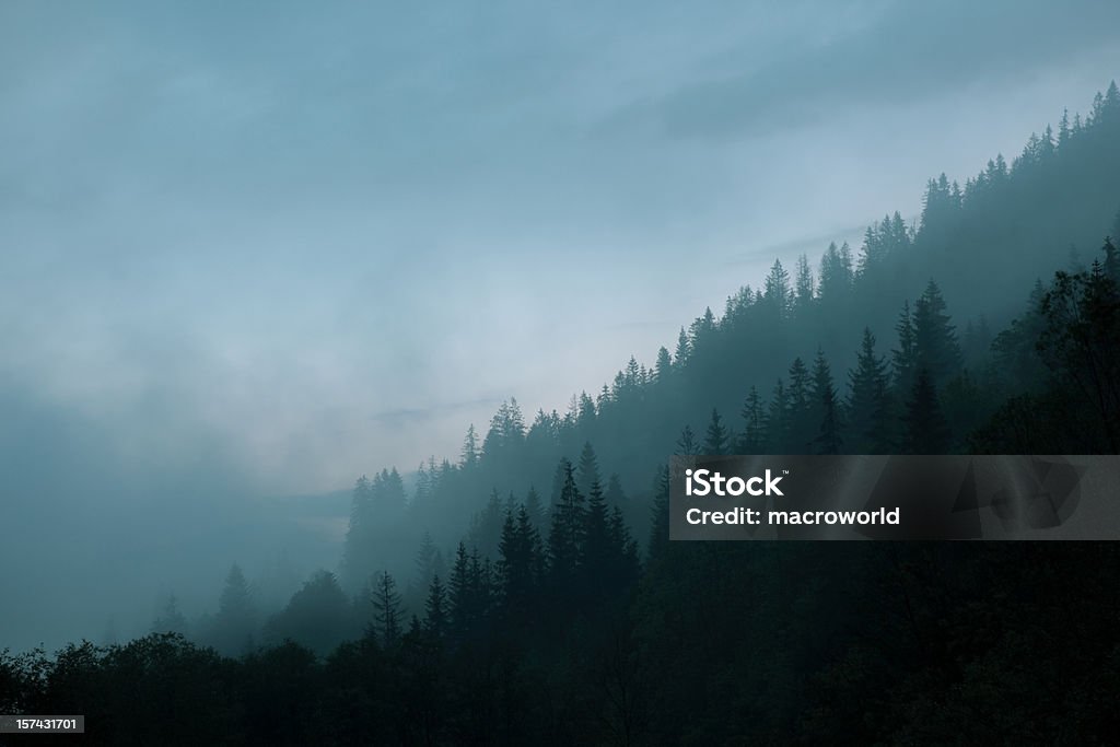 Misty Forest - Royalty-free Carolina do Norte - Estado dos EUA Foto de stock