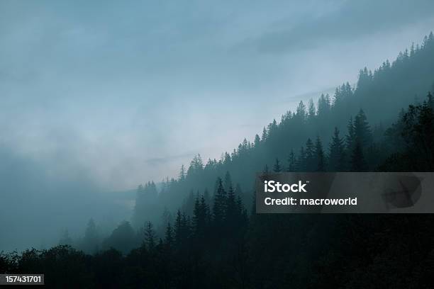 Misty Forest - Fotografias de stock e mais imagens de Carolina do Norte - Estado dos EUA - Carolina do Norte - Estado dos EUA, Nevoeiro, Pinheiro