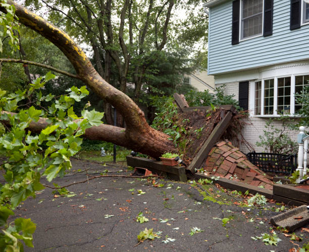 ダメージから歩道倒れた木に根こそぎ竜巻 - uprooted ストックフォトと画像