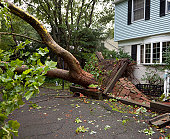 Damaged Sidewalk from Fallen Tree Uprooted by Tornado