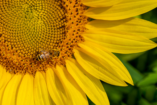 A macro image of a bee collecting pollen from a sunflower.