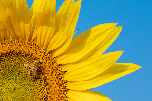 A macro image of a bee collecting pollen from a sunflower.