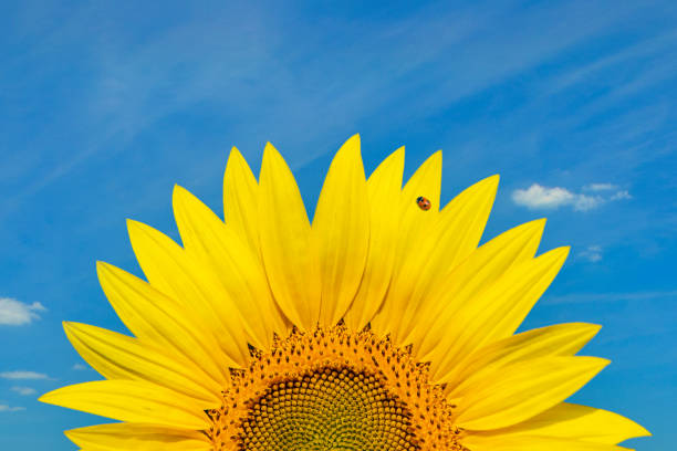 ladybug on sunflower petal, close-up