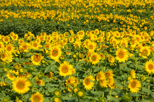 A wide view of a vast sunflower field.