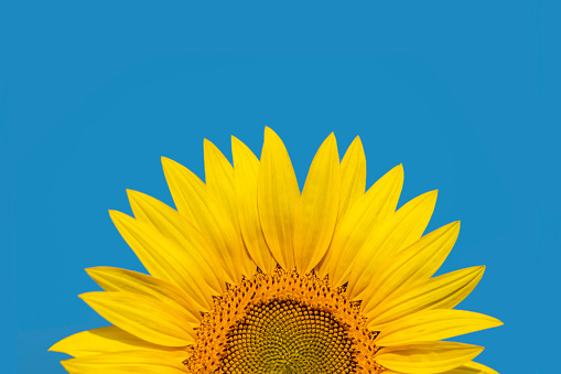 A half of sunflower on a pure blue sky,
