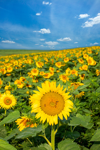 A beautiful field of sunflowers.