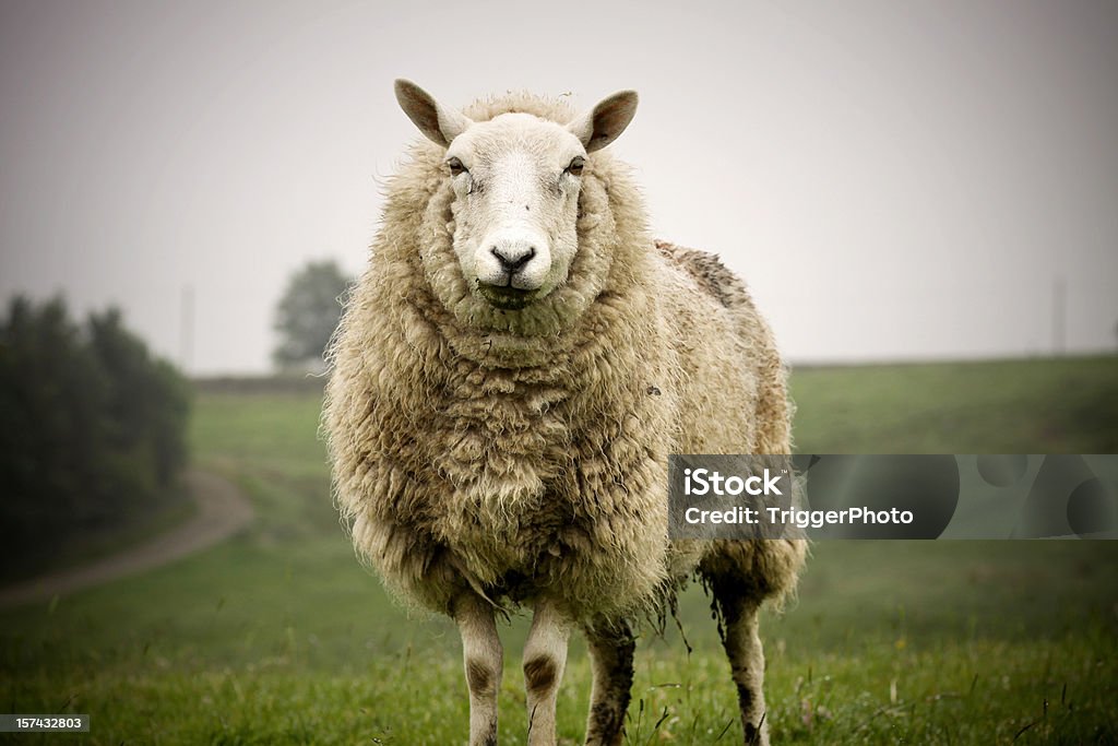 Big mouton - Photo de Mouton libre de droits