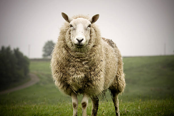 巨大羊 - herdwick sheep ストックフォトと画像