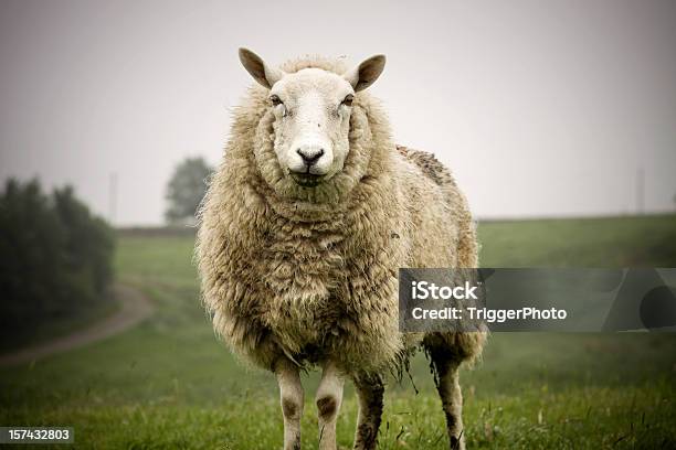 Big Овца — стоковые фотографии и другие картинки Овца - Копытное животное - Овца - Копытное животное, Шерсть, Herdwick Sheep