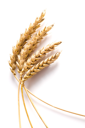 Detail of golden wheat stems isolated on white background with dropped shadow. Studio shot. Nikon D300.
