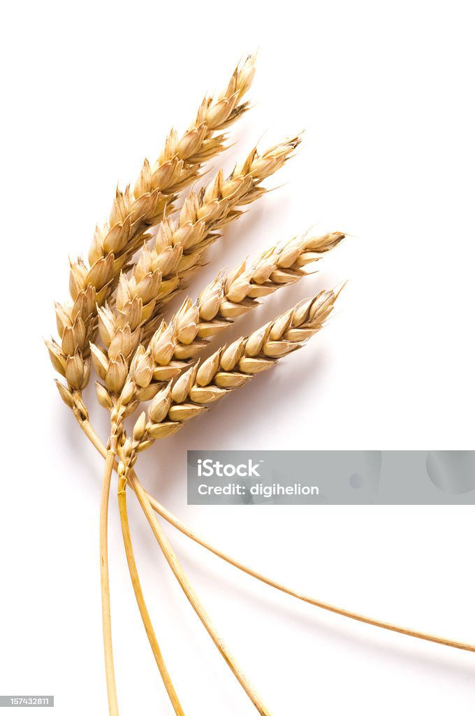 Wheat on white background - close-up Detail of golden wheat stems isolated on white background with dropped shadow. Studio shot. Nikon D300. Wheat Stock Photo