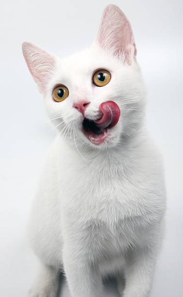 gato blanco - lengua de animal fotografías e imágenes de stock