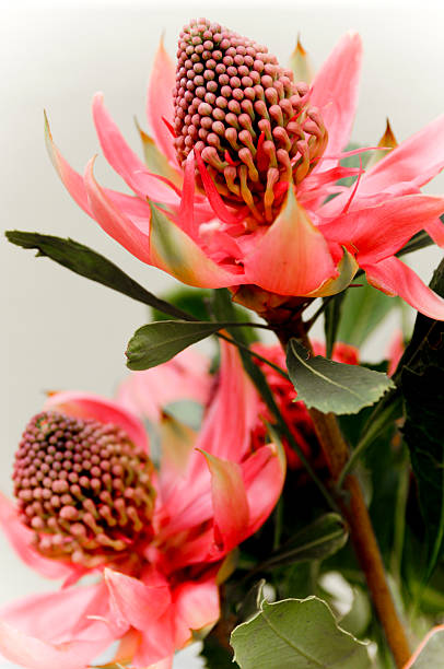 Proteas – Foto