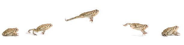 Frog Jumping Sequence Frog Jumping Sequence frog photos stock pictures, royalty-free photos & images