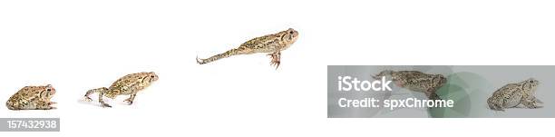 Frog Jumping Sequence Stock Photo - Download Image Now - Frog, Jumping, White Background