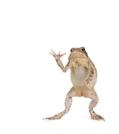 Toad standing and waving.
