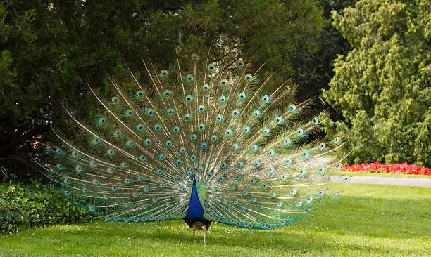 Peacock in a park in Warsaw, Poland