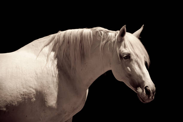 istock White Stallion Horse Andalusian 157433004