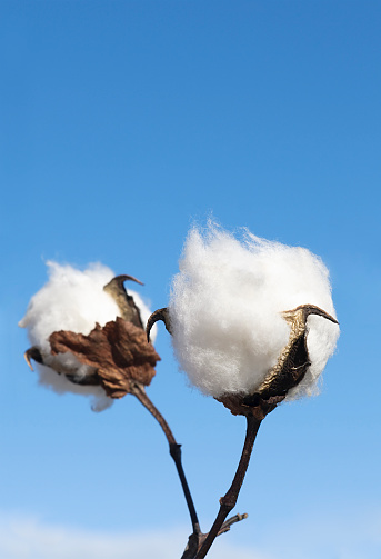 Close up on two bolls of cotton against a blue sky