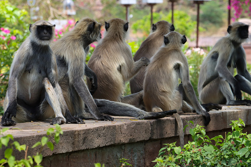 Wild northern plains gray langur monkey troop at Ranthambore National Park in Rajasthan, India Asia