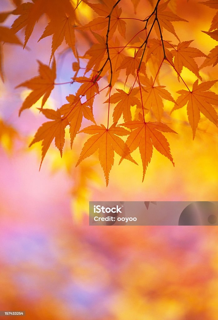 Folhas de laranja outono - Royalty-free Ao Ar Livre Foto de stock